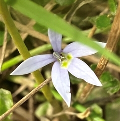 Isotoma fluviatilis subsp. australis (Swamp Isotome) at Hall, ACT - 25 Nov 2024 by strigo