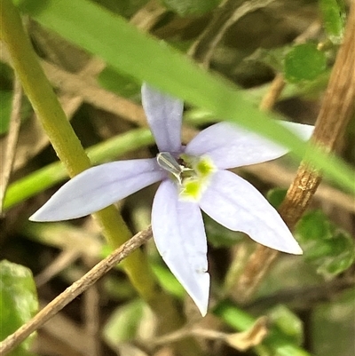 Isotoma fluviatilis subsp. australis (Swamp Isotome) at Hall, ACT - 25 Nov 2024 by strigo