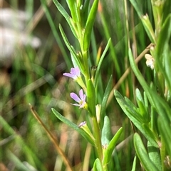 Lythrum hyssopifolia (Small Loosestrife) at Hall, ACT - 25 Nov 2024 by strigo