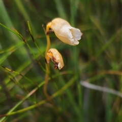 Gastrodia sesamoides (Cinnamon Bells) at Ebor, NSW - 25 Nov 2024 by Csteele4