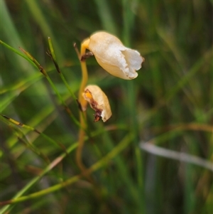 Gastrodia sesamoides at Ebor, NSW - suppressed