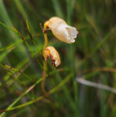 Gastrodia sesamoides at Ebor, NSW - 24 Nov 2024 by Csteele4