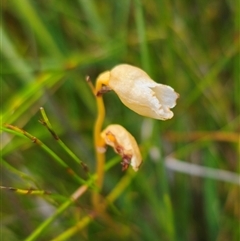 Gastrodia sesamoides at Ebor, NSW - suppressed