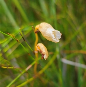 Gastrodia sesamoides at Ebor, NSW - suppressed