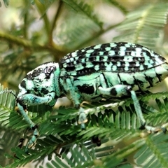 Chrysolopus spectabilis (Botany Bay Weevil) at Orangeville, NSW - 24 Nov 2024 by belleandjason3113