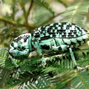 Chrysolopus spectabilis at Orangeville, NSW - 25 Nov 2024