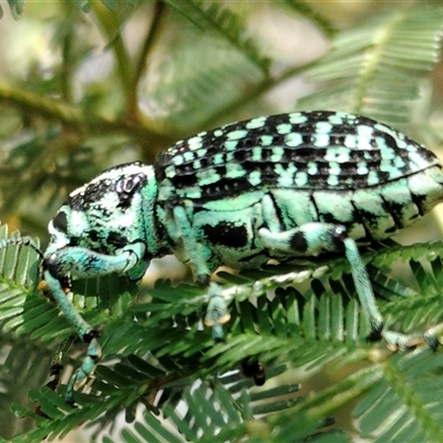 Chrysolopus spectabilis (Botany Bay Weevil) at Orangeville, NSW - 24 Nov 2024 by belleandjason3113