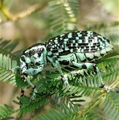 Chrysolopus spectabilis at Orangeville, NSW - 25 Nov 2024