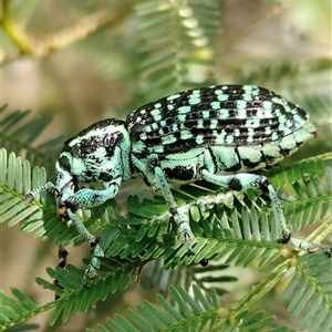 Chrysolopus spectabilis at Orangeville, NSW - 25 Nov 2024