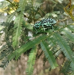 Chrysolopus spectabilis at Orangeville, NSW - 25 Nov 2024 09:29 AM