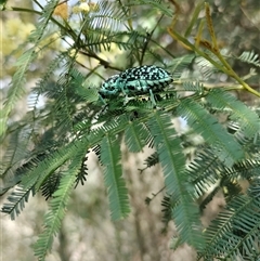 Chrysolopus spectabilis at Orangeville, NSW - 25 Nov 2024