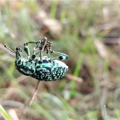 Chrysolopus spectabilis at Orangeville, NSW - 25 Nov 2024 09:29 AM