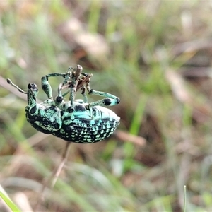 Chrysolopus spectabilis at Orangeville, NSW - 25 Nov 2024 09:29 AM