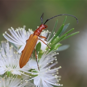 Stenoderus suturalis at Moruya, NSW - suppressed