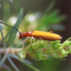 Stenoderus suturalis at Moruya, NSW - suppressed