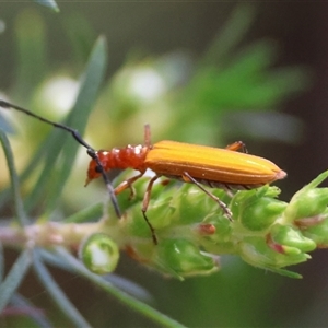 Stenoderus suturalis at Moruya, NSW - suppressed