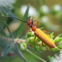 Stenoderus suturalis at Moruya, NSW - suppressed