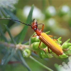 Stenoderus suturalis at Moruya, NSW - suppressed