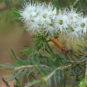 Stenoderus suturalis at Moruya, NSW - suppressed