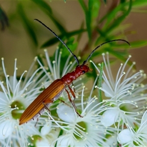 Stenoderus suturalis at Moruya, NSW - 21 Nov 2024