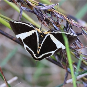 Fodina ostorius at Moruya, NSW - suppressed