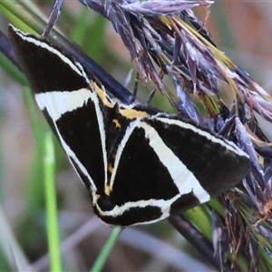 Fodina ostorius at Moruya, NSW - suppressed