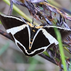 Fodina ostorius at Moruya, NSW - suppressed