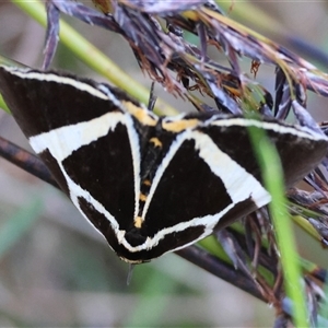 Fodina ostorius at Moruya, NSW - suppressed