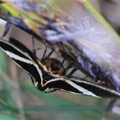 Fodina ostorius at Moruya, NSW - suppressed