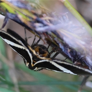 Fodina ostorius at Moruya, NSW - suppressed