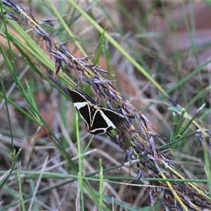 Fodina ostorius at Moruya, NSW - suppressed