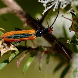 Stenoderus suturalis at Moruya, NSW - 21 Nov 2024