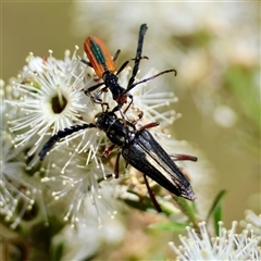 Stenoderus suturalis at Moruya, NSW - 21 Nov 2024