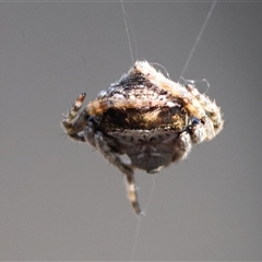 Dolophones sp. (genus) (Wrap-around spider) at Moruya, NSW - 21 Nov 2024 by LisaH