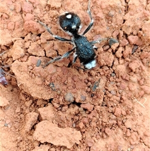 Bothriomutilla rugicollis at Orangeville, NSW - 25 Nov 2024