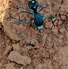 Bothriomutilla rugicollis at Orangeville, NSW - 25 Nov 2024