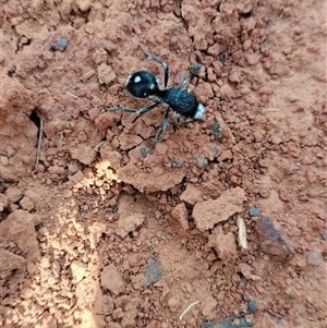 Bothriomutilla rugicollis at Orangeville, NSW - 25 Nov 2024