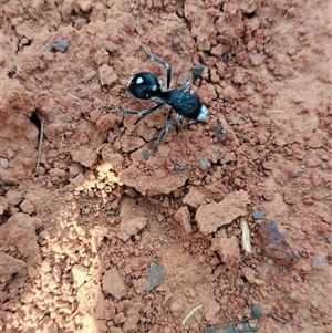 Bothriomutilla rugicollis at Orangeville, NSW - 25 Nov 2024 08:50 AM