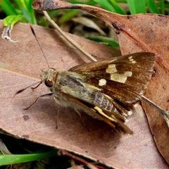 Trapezites eliena at Moruya, NSW - 20 Nov 2024 by LisaH