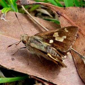 Trapezites eliena at Moruya, NSW by LisaH