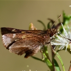 Dispar compacta (Barred Skipper) at Moruya, NSW - 21 Nov 2024 by LisaH