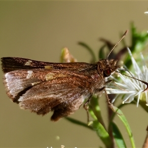 Dispar compacta (Barred Skipper) at Moruya, NSW by LisaH