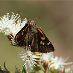 Dispar compacta at Moruya, NSW - 21 Nov 2024