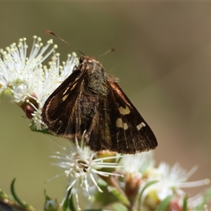 Dispar compacta at Moruya, NSW - 21 Nov 2024