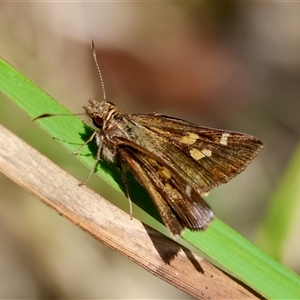 Dispar compacta at Moruya, NSW - suppressed