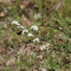 Dispar compacta at Moruya, NSW - suppressed