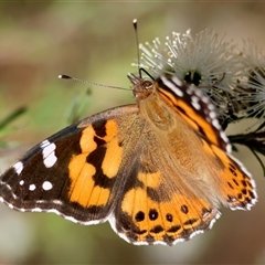 Vanessa kershawi (Australian Painted Lady) at Moruya, NSW - 21 Nov 2024 by LisaH