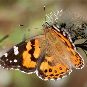 Vanessa kershawi (Australian Painted Lady) at Moruya, NSW by LisaH