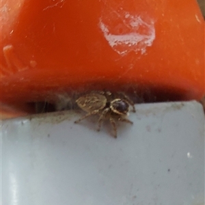 Maratus griseus at Kambah, ACT - 25 Nov 2024