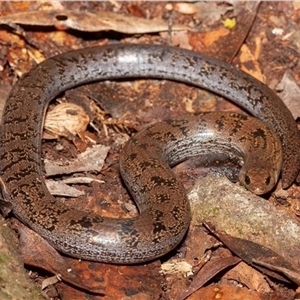 Coeranoscincus reticulatus (Snake-toothed Burrowing Skink, Threetoed Snaketooth Skink) at O'Reilly, QLD by MichaelBedingfield